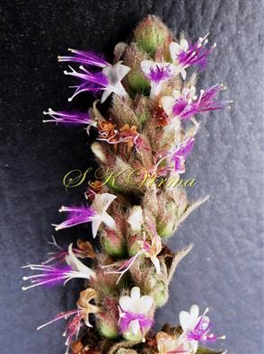  Part of Inflorescence